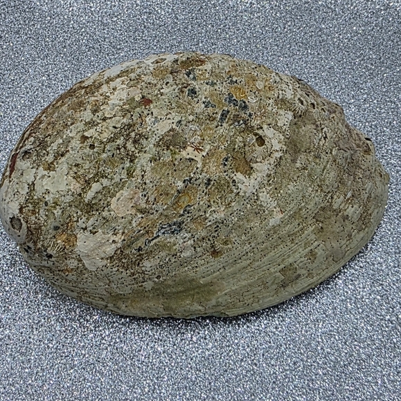 Rainbow Abalone Shell Smudging Bowl Incense Holder & Crystal Trinket Bowl - Picture 3 of 7